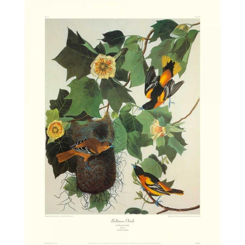 Baltimore Oriole (decorative border) Black Modern Wood Framed Art Print with Double Matting by Audubon, John James