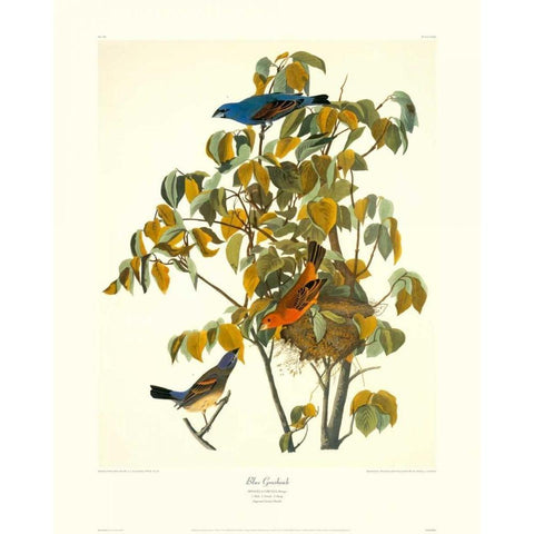 Blue Grosbeak (decorative border) Black Modern Wood Framed Art Print with Double Matting by Audubon, John James