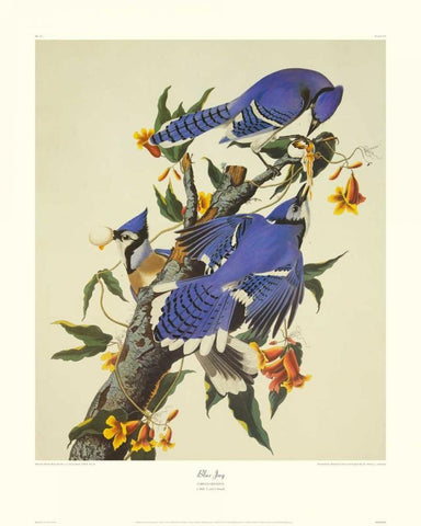 Blue Jay (decorative border) Black Ornate Wood Framed Art Print with Double Matting by Audubon, John James