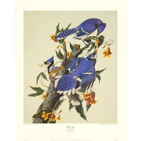 Blue Jay (decorative border) Gold Ornate Wood Framed Art Print with Double Matting by Audubon, John James