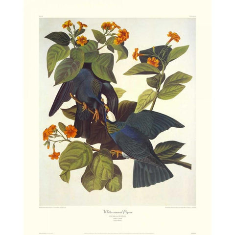 White-Crowned Pigeon (decorative border) Black Modern Wood Framed Art Print with Double Matting by Audubon, John James