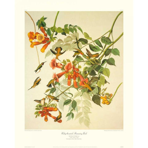 Ruby-Throated Hummingbird (decorative border) Black Modern Wood Framed Art Print with Double Matting by Audubon, John James