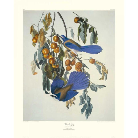 Florida Jay (decorative border) Gold Ornate Wood Framed Art Print with Double Matting by Audubon, John James