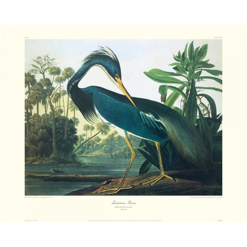 Louisiana Heron (decorative border) Black Modern Wood Framed Art Print with Double Matting by Audubon, John James