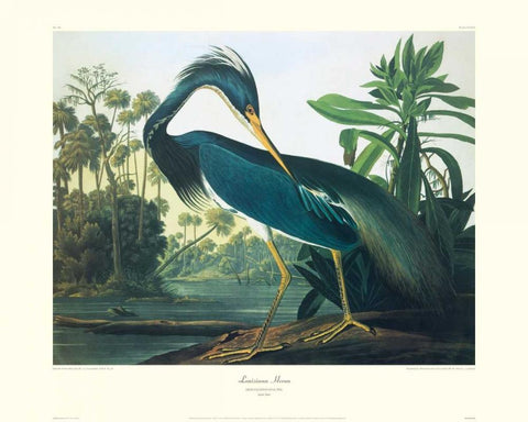 Louisiana Heron (decorative border) White Modern Wood Framed Art Print with Double Matting by Audubon, John James