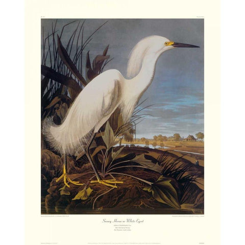 Snowy Heron Or White Egret (decorative border) White Modern Wood Framed Art Print by Audubon, John James