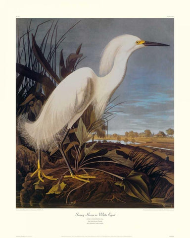 Snowy Heron Or White Egret (decorative border) White Modern Wood Framed Art Print with Double Matting by Audubon, John James