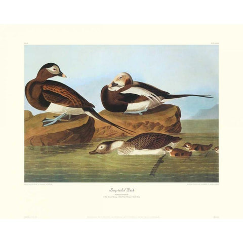 Long-Tailed Duck (decorative border) Black Modern Wood Framed Art Print with Double Matting by Audubon, John James