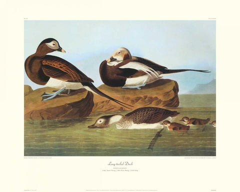 Long-Tailed Duck (decorative border) Black Ornate Wood Framed Art Print with Double Matting by Audubon, John James