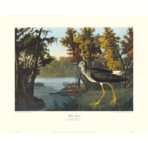 Yellow Shank (decorative border) White Modern Wood Framed Art Print by Audubon, John James