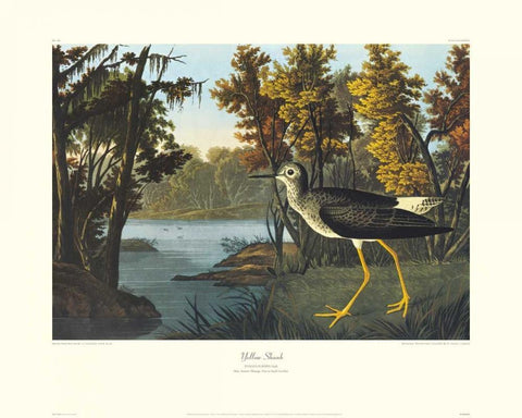 Yellow Shank (decorative border) Black Ornate Wood Framed Art Print with Double Matting by Audubon, John James