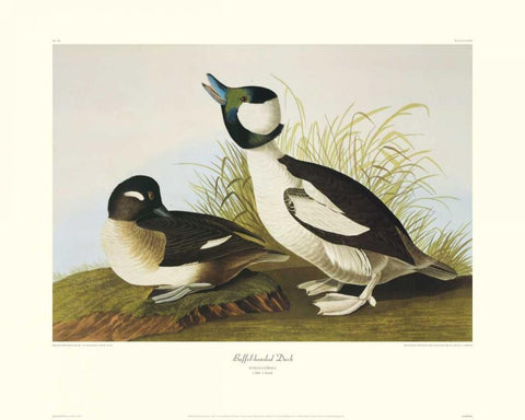 Buffel-Headed Duck (decorative border) White Modern Wood Framed Art Print with Double Matting by Audubon, John James