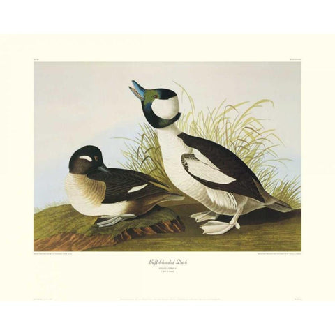 Buffel-Headed Duck (decorative border) Gold Ornate Wood Framed Art Print with Double Matting by Audubon, John James