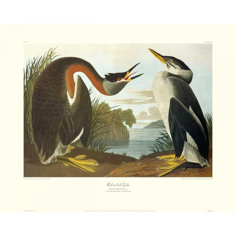 Red-Necked Grebe (decorative border) White Modern Wood Framed Art Print by Audubon, John James