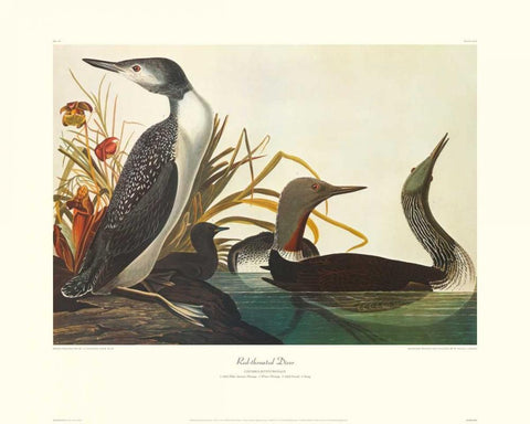 Red-Throated Diver (decorative border) White Modern Wood Framed Art Print with Double Matting by Audubon, John James