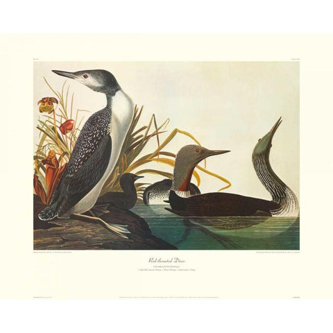 Red-Throated Diver (decorative border) Gold Ornate Wood Framed Art Print with Double Matting by Audubon, John James