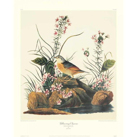 Yellow-Winged Sparrow (decorative border) Gold Ornate Wood Framed Art Print with Double Matting by Audubon, John James