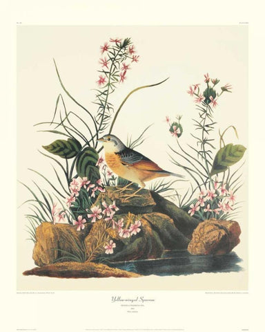 Yellow-Winged Sparrow (decorative border) White Modern Wood Framed Art Print with Double Matting by Audubon, John James