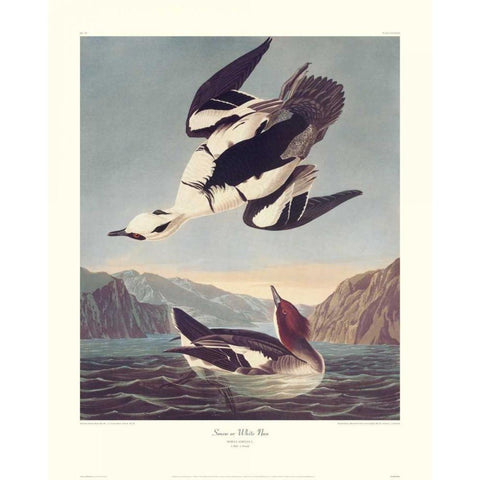 Smew Or White Nun (decorative border) White Modern Wood Framed Art Print by Audubon, John James