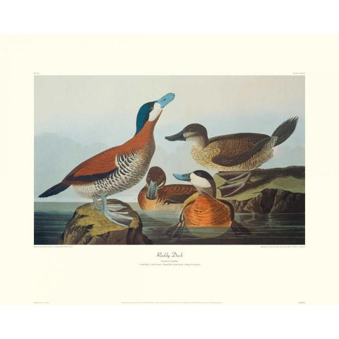 Ruddy Duck (decorative border) Gold Ornate Wood Framed Art Print with Double Matting by Audubon, John James