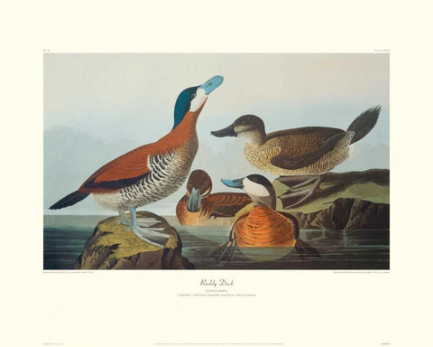 Ruddy Duck (decorative border) White Modern Wood Framed Art Print with Double Matting by Audubon, John James