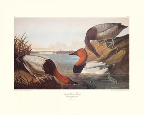 Canvas-Backed Duck (decorative border) White Modern Wood Framed Art Print with Double Matting by Audubon, John James