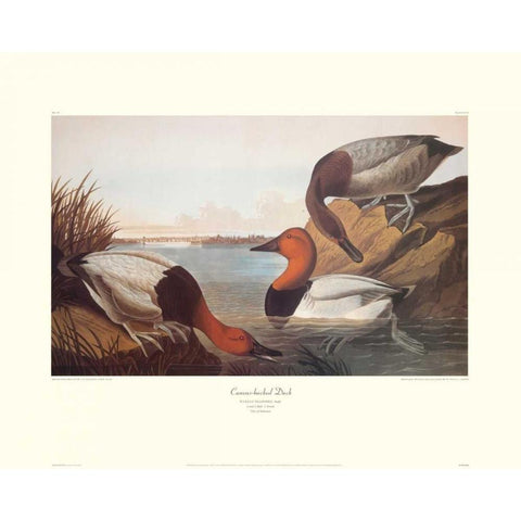 Canvas-Backed Duck (decorative border) Gold Ornate Wood Framed Art Print with Double Matting by Audubon, John James