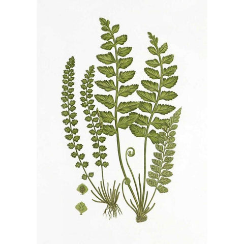 Sea Spleenwort White Modern Wood Framed Art Print by Anonymous