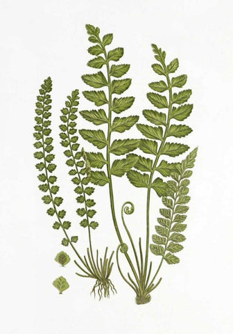 Sea Spleenwort White Modern Wood Framed Art Print with Double Matting by Anonymous