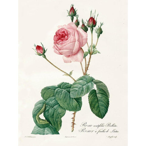 Rosa Centrifolia Bullata Black Modern Wood Framed Art Print with Double Matting by Redoute, Pierre Joseph