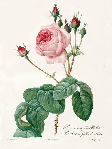 Rosa Centrifolia Bullata White Modern Wood Framed Art Print with Double Matting by Redoute, Pierre Joseph