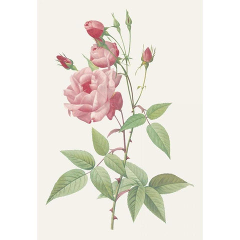 Rosa Indica Vulgaris Gold Ornate Wood Framed Art Print with Double Matting by Redoute, Pierre