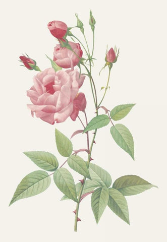 Rosa Indica Vulgaris White Modern Wood Framed Art Print with Double Matting by Redoute, Pierre