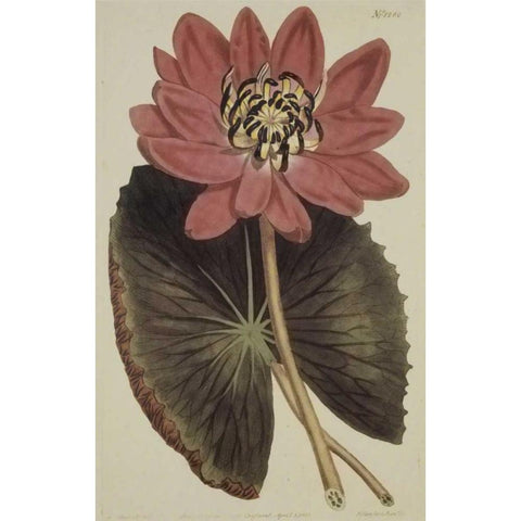 Wonderous Water Lily White Modern Wood Framed Art Print by Sweet, Robert