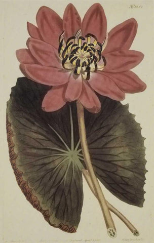 Wonderous Water Lily Black Ornate Wood Framed Art Print with Double Matting by Sweet, Robert