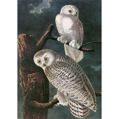 Snowy Owl White Modern Wood Framed Art Print by Audubon, John James