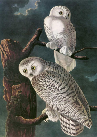 Snowy Owl White Modern Wood Framed Art Print with Double Matting by Audubon, John James