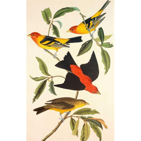 Louisiana Tanager, Scarlet Tanager Gold Ornate Wood Framed Art Print with Double Matting by Audubon, John James