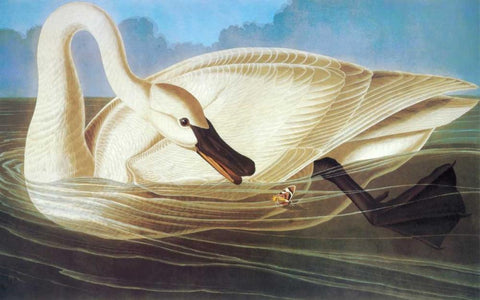 Trumpeter Swan Black Ornate Wood Framed Art Print with Double Matting by Audubon, John James