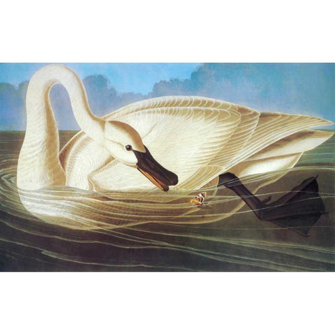 Trumpeter Swan Black Modern Wood Framed Art Print with Double Matting by Audubon, John James