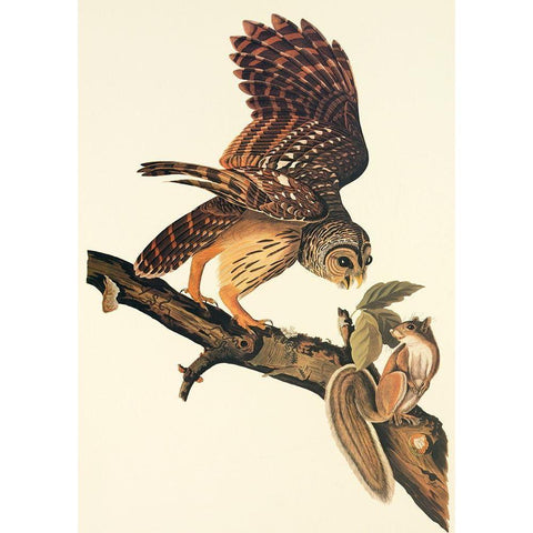 Barred Owl Black Modern Wood Framed Art Print with Double Matting by Audubon, John James