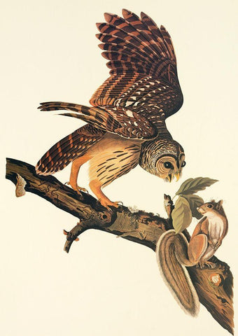 Barred Owl Black Ornate Wood Framed Art Print with Double Matting by Audubon, John James