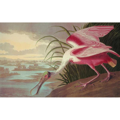 Roseate Spoonbill Black Modern Wood Framed Art Print with Double Matting by Audubon, John James