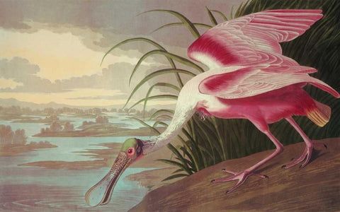 Roseate Spoonbill Black Ornate Wood Framed Art Print with Double Matting by Audubon, John James