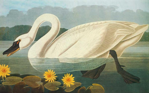 Common American Swan White Modern Wood Framed Art Print with Double Matting by Audubon, John James