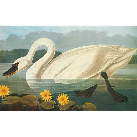 Common American Swan White Modern Wood Framed Art Print by Audubon, John James