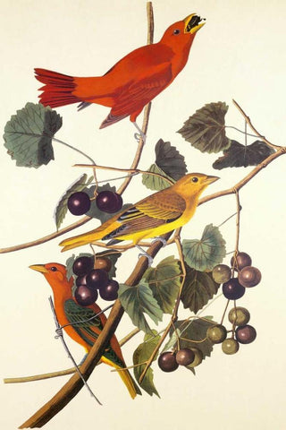 Summer Red Bird Black Ornate Wood Framed Art Print with Double Matting by Audubon, John James