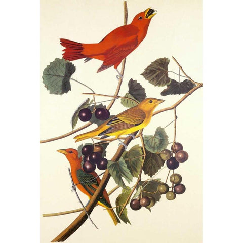 Summer Red Bird Gold Ornate Wood Framed Art Print with Double Matting by Audubon, John James