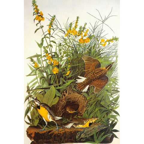 Meadow Lark White Modern Wood Framed Art Print by Audubon, John James