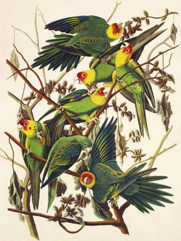 Carolina Parrot White Modern Wood Framed Art Print with Double Matting by Audubon, John James